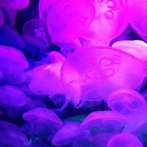 Meet your Posher, Antonio